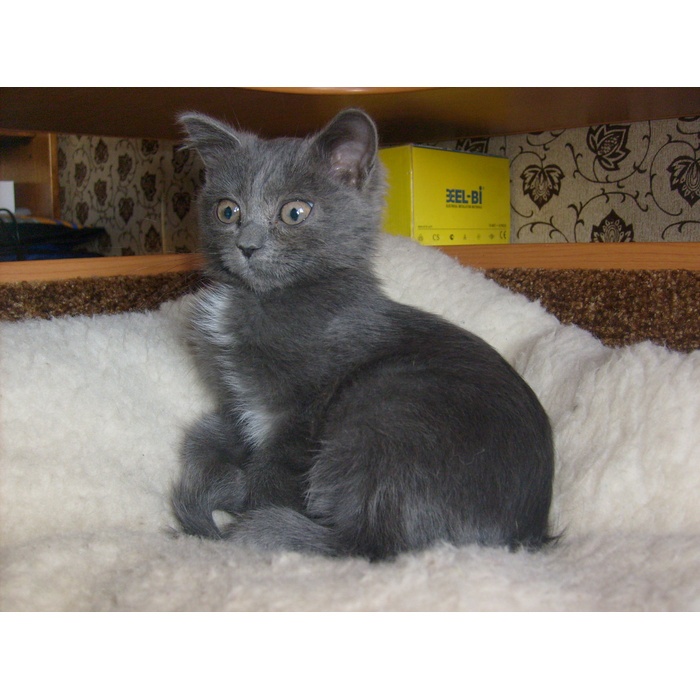 порода сибирский нибелунг. ангорская кошка табби. дымчатая кошка. дымчатая кошка сломала себе. нибелунг кошка метис.