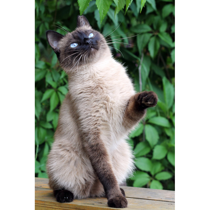 Порода кошек черепашка. Лабрадор с поводком в зубах. Приюты в ревде. Ревда животные. Первоуральский приют для бездомных животных фото.