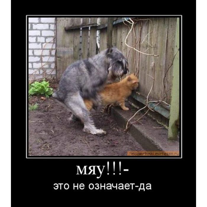 Ну допустим сейчас. Черный юмор животные. Мяу прикол. Мяу смешные картинки. Недоразумение прикол.