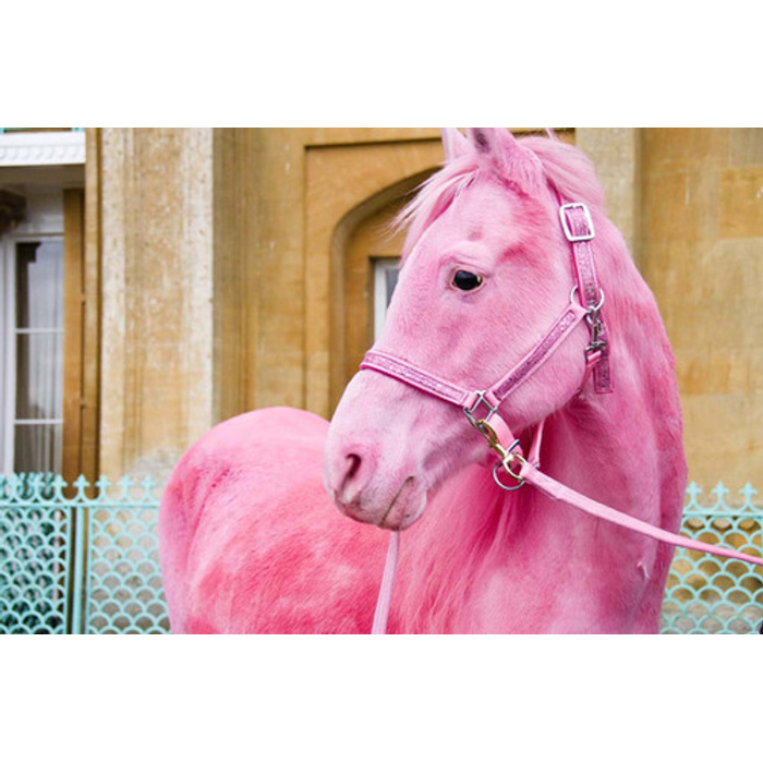 Розовые кони видео. Розовая лошадь Белгород.