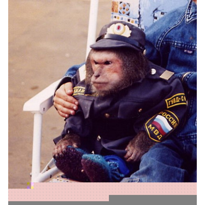 Фото: Под планетой обезьян / Кадр из фильма "Под планетой обезьян" (1969) #15547