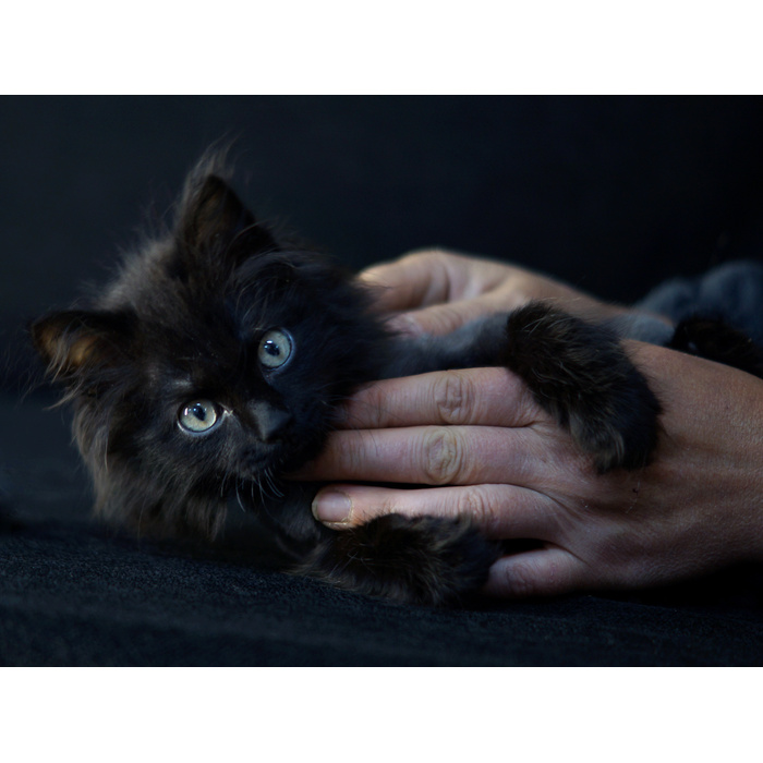 Котик уголек. Котёнок уголёк. Кларк д. "котёнок уголёк". Сказка про котенка Уголька. Уголек котик вот такая порода