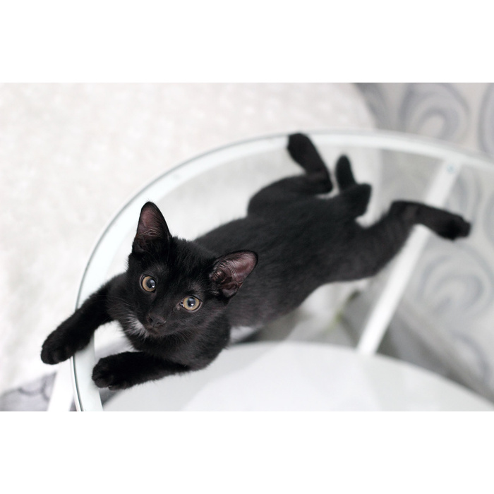 Ревда животные. Ревда животные. Бродячие собаки. Животные в городе ревда и их названия. Ревда животные.