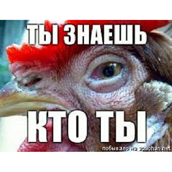 Курица мем. Смешные надписи про кур. Иди ты курица. Петух бежит. Иди ты курица.