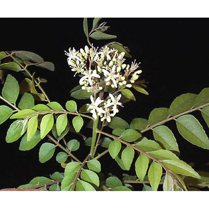 семейство рутовых растений. кустарник семейства рутовых 6. рутовые плоды. рутовые (подсемейство). сем.