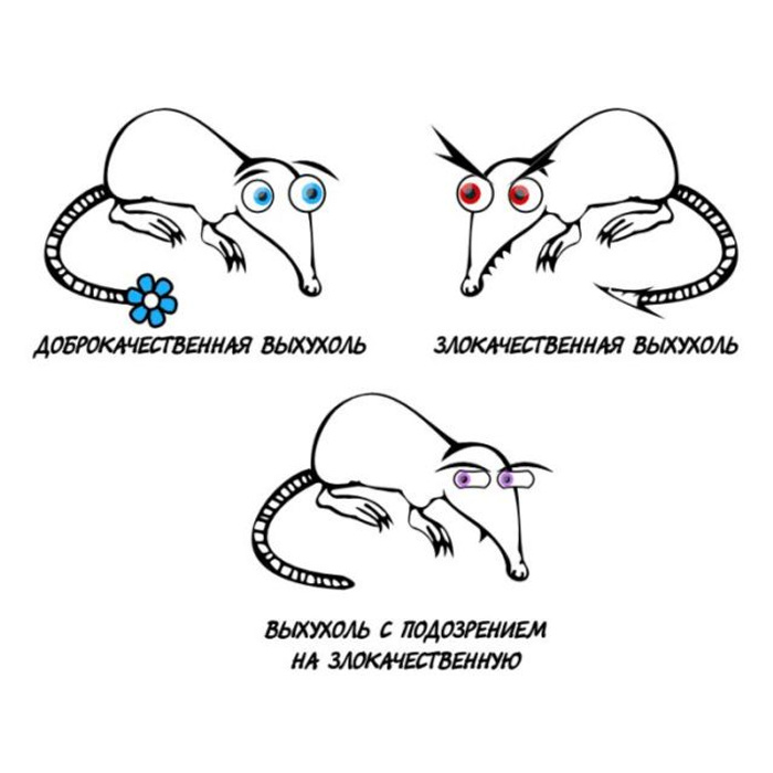 Выхухоль смешные картинки