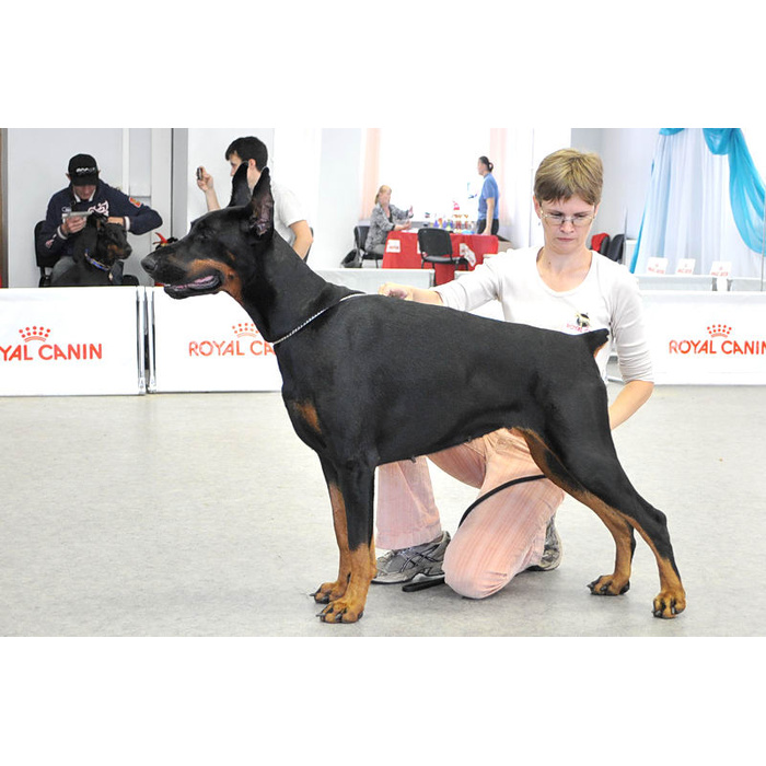 Возможности на выставке