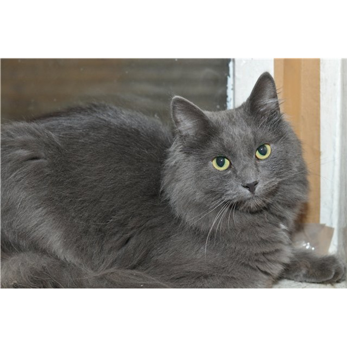 Сибирская кошка серая