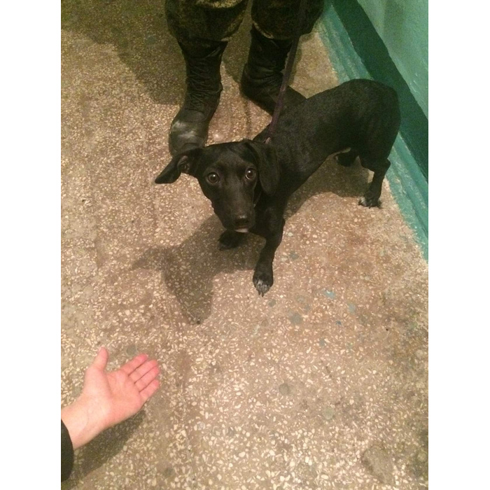 собака дворншка черныш. щенки маленьких пород юла. где можно найти щеночков. найдены собаки маленькие. паттердейл терьер.