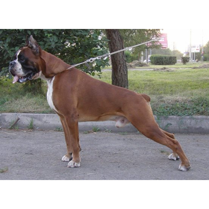 Как выбрать собаку: обзор пород, где купить собаку