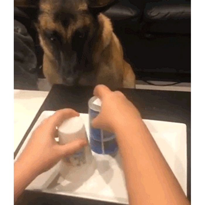 Вред обмана для психологического состояния питомца