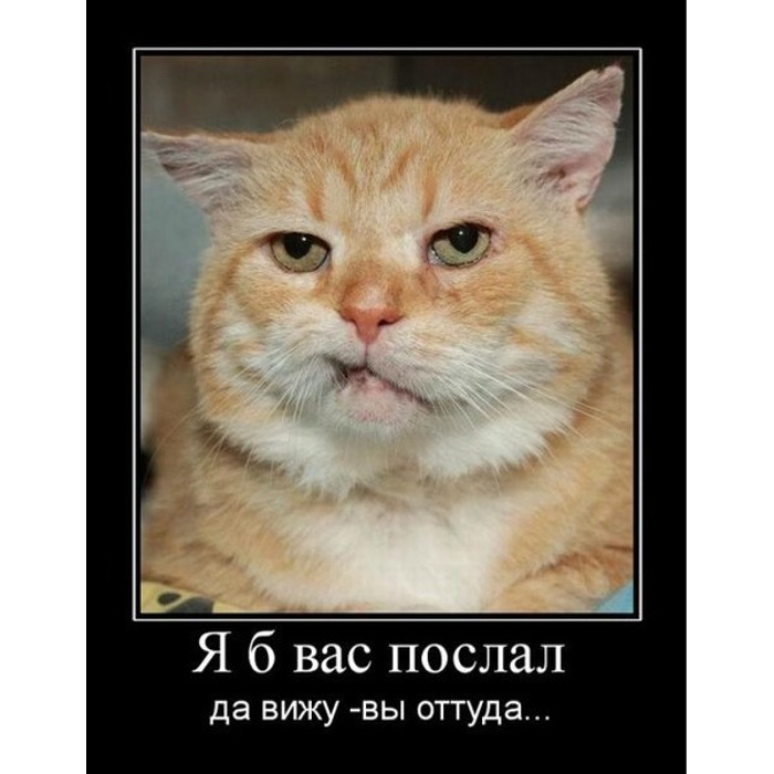 Да я вижу ее. Кот щурится. Что видит она мем. Высказывания фаины раневской о жизни. Я тебя вижу аватар.