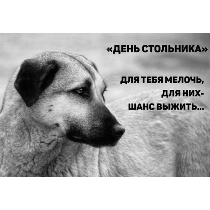 Собака грустит. Тоскливый пес. Грустный щенок. Печальная собака. Тоскливый пес.