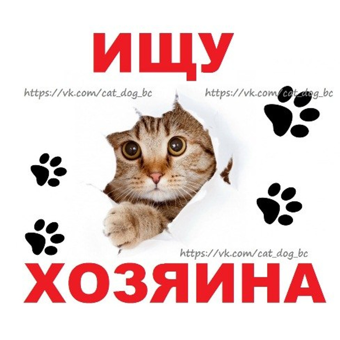 Маленькие ищут дом. Кошка ищет дом. Котята ищут дом. Помогите найти дом кошечке. Кошечка ищет дом.