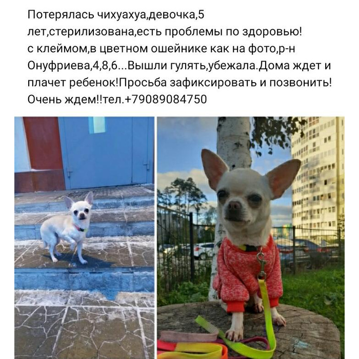 Потерялся чихуахуа. Потерялся чихуахуа