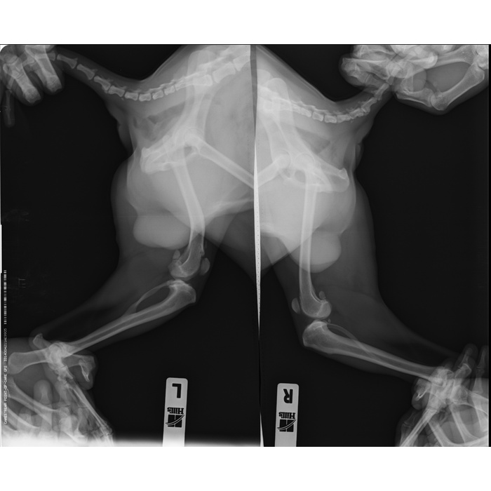 Разрыв связок лапы у собаки. Разрыв передней крестообразной связки у собаки рентген. Разрыв ПКС У собаки рентген. Рентген при разрыве ПКС собаки.