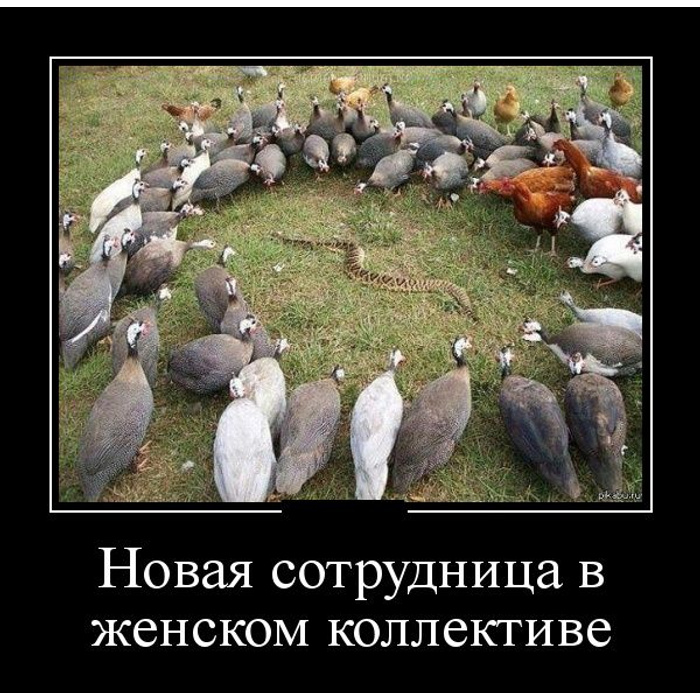 Женский коллектив змеи