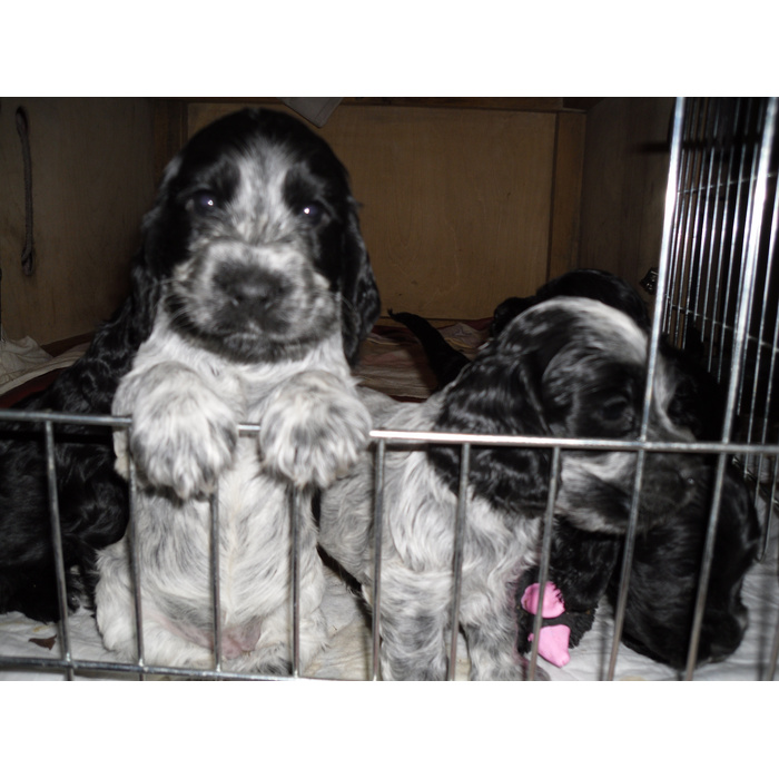 Опыт владельцев