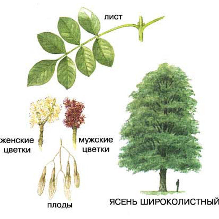 Ясень какой. Ясень листья и плоды. Ясень дерево листья и плоды. Ясень широколистный плод. Ясень дерево для детей.