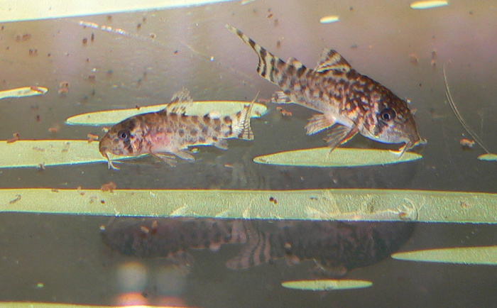 P1060747.jpg