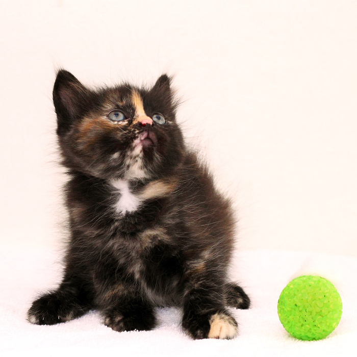 Отлов бродячих животных. Ревда животные. Приют для бездомных животных. Собаки ревда. Ревда животные.