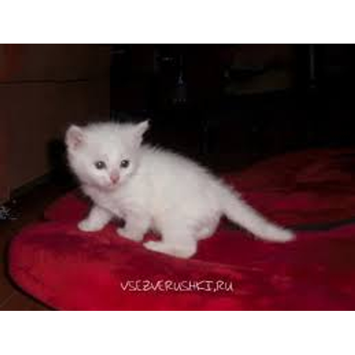 Возьму белую кошку. Белые котята которые продаются. Белые котята которые продаются недорого. У серой Британки родился белый котенок. Маленького котенка белого сколько он стоит.
