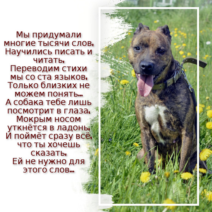 Стаффорд царица текст. Красивые клички для питбуля на букву б. имя ему легион текст стаффорд. что можно написать про собаку в описании для вязки стаффорда. найдена в крыму собака стаффорд взяли на передержку.