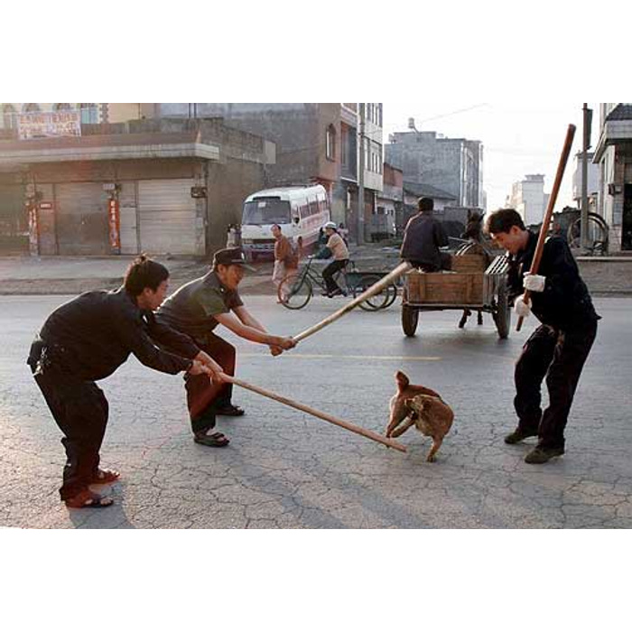 Собака не слушается. Собаку бьют ногой. Собаку бьют ногой. Большая собака нападает на человека. Собака наказана.