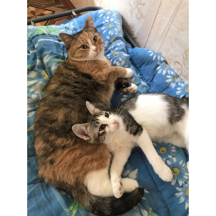 мама кошка и много котят. обсуждение кошек. хинди кошка. обсуждение кошек. остров тасиро япония.