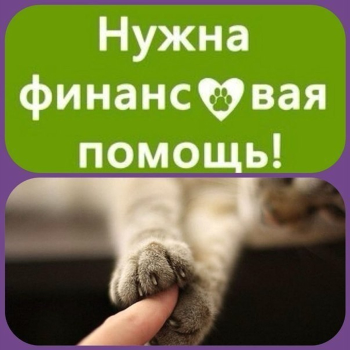 Котику нужна помощь картинки