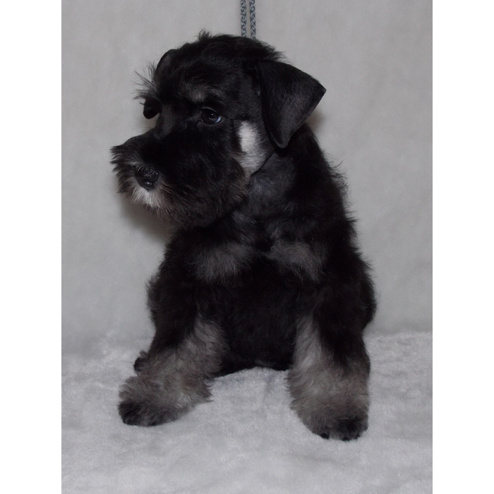 Цвергшнауцер щенок 4 месяца. Цвергшнауцер перец с солью щенки. Щенки цвергшнауцера 3 месяца. Цвергшнауцер 2 месяца. Цвергшнауцер щенки 3 месяца.