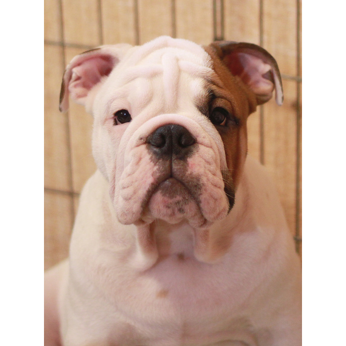 Бульдог 3. 3д французский бульдог. Французский бульдог 3 месяца. Бульдог 3. 3д модель французский бульдог строение.