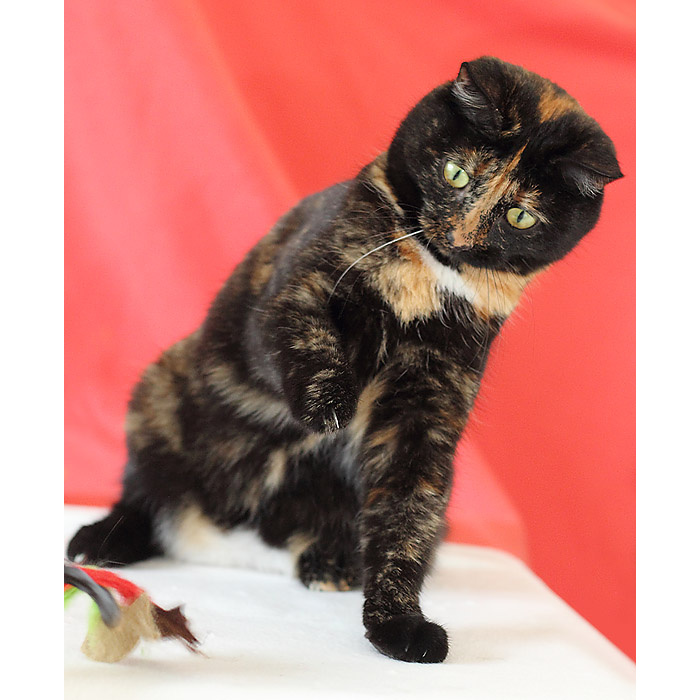 Ревда животные. Котяш кот. Приют для животных ревда. Ревда животные. Ревда животные.