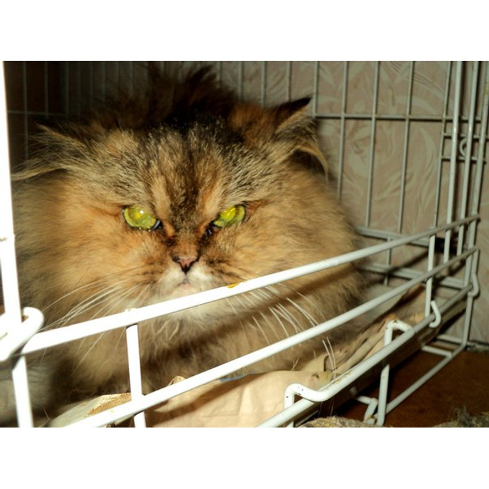 не приживаются дома кошки