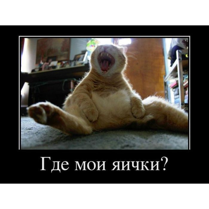 Где моя техника. Кастрация кота демотиватор.
