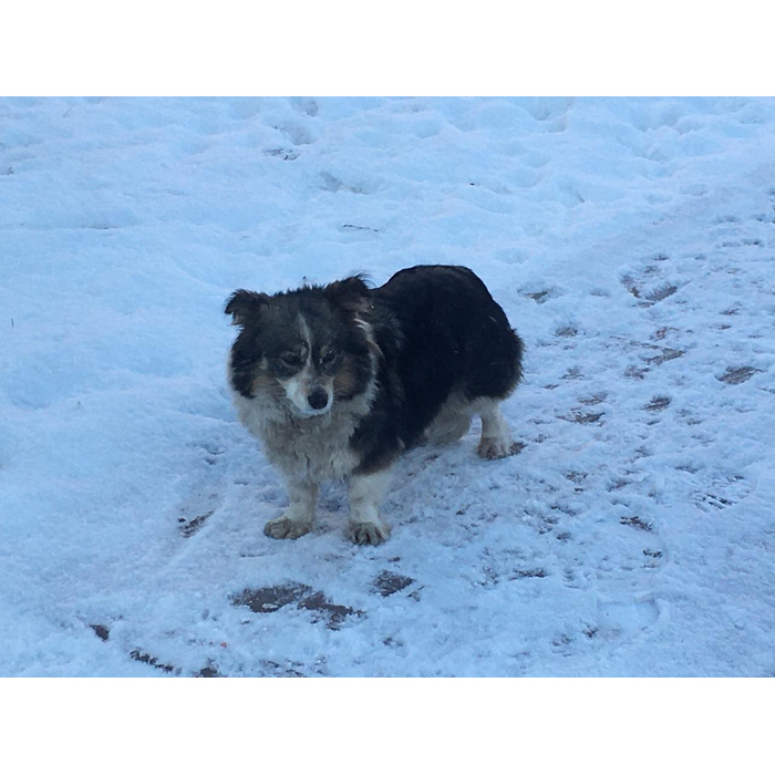 Спектакль pro собак тюз. Собаки на юго западе. Театр юго запад спектакль. Собаки на юго западе. До свидания овраг спектакль.