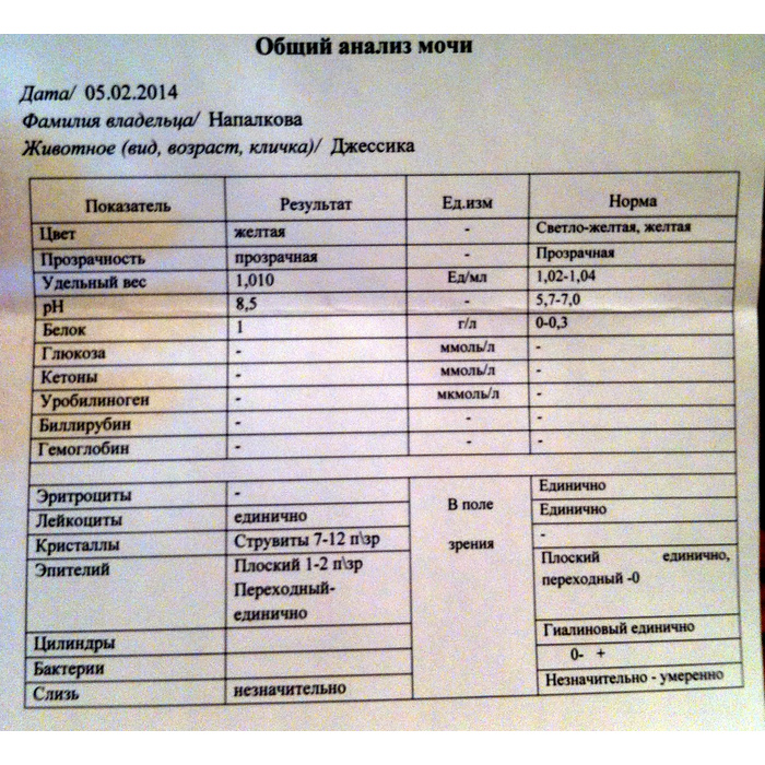 Показывают ли анализы. Общий анализ мочи. Анализ мочи здорового человека. Общеклинический анализ мочи. При общем анализе мочи.