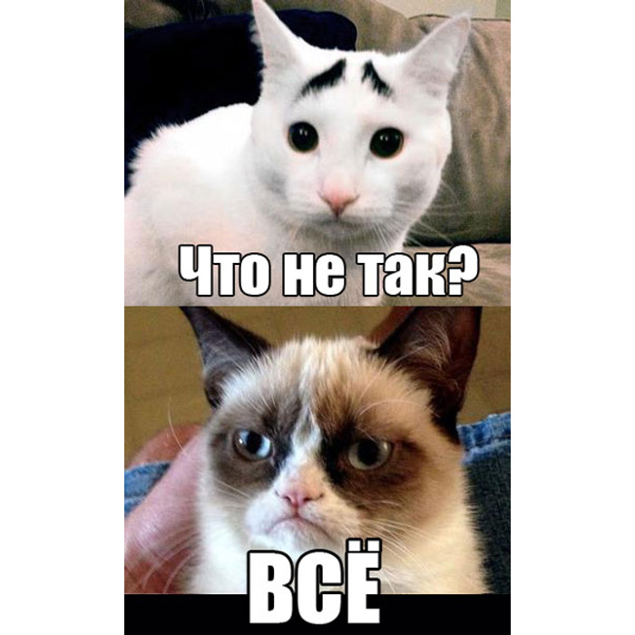 Как называется мем с котом ГАЛЕРЕЯ***Бискорню и товарищи))) - обсуждение на форуме e1.ru - страница 55