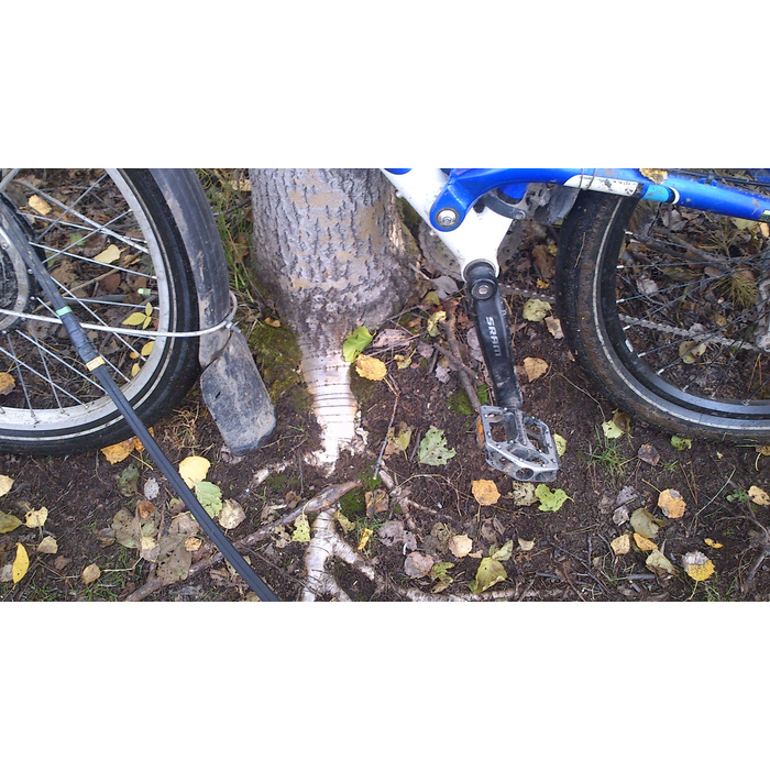 натертый велосипедными шинами перламутровый корень осины (фото не передаёт его блеск)