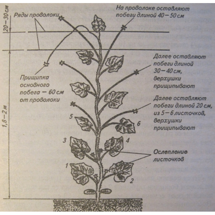 Под каким номером обозначен метод пасынкования побегов. Схема формирования куста дыни. Формировка арбуза в теплице схема. Формировка дыни в открытом грунте схема. Формировка дыни в теплице схема.
