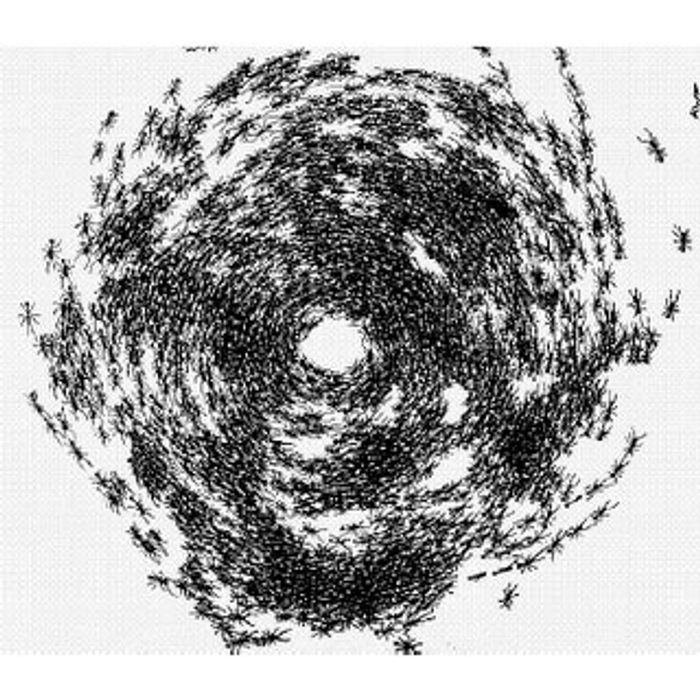 Муравьиные круги. Круг смерти у муравьев. Муравьеворот спираль смерти. Спираль смерти муравьи. Карусель смерти муравьи.