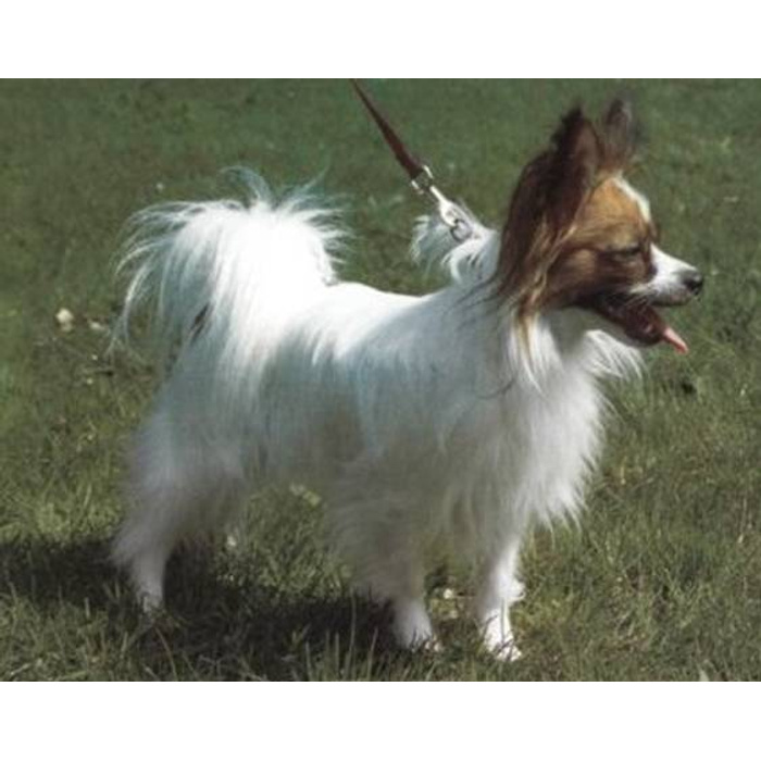 Описание породы: