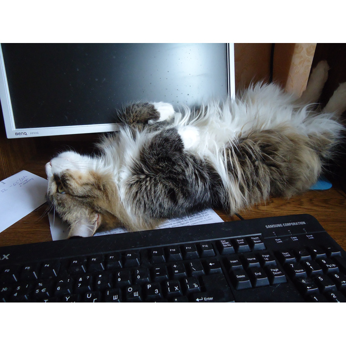 Просто интернета не было. Кот устал. Кот отключился. Усталость. Лежит без сил.