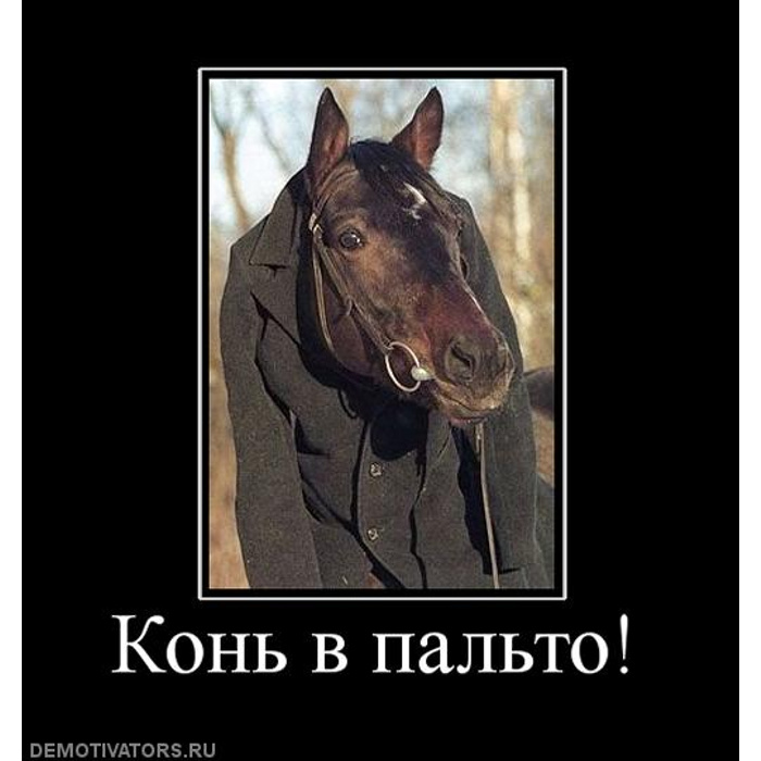 Мужик привел коня в квартиру. Конь в пальто. Конь чаю. Конь в кожаном пальто. Конь в пальто пикча.