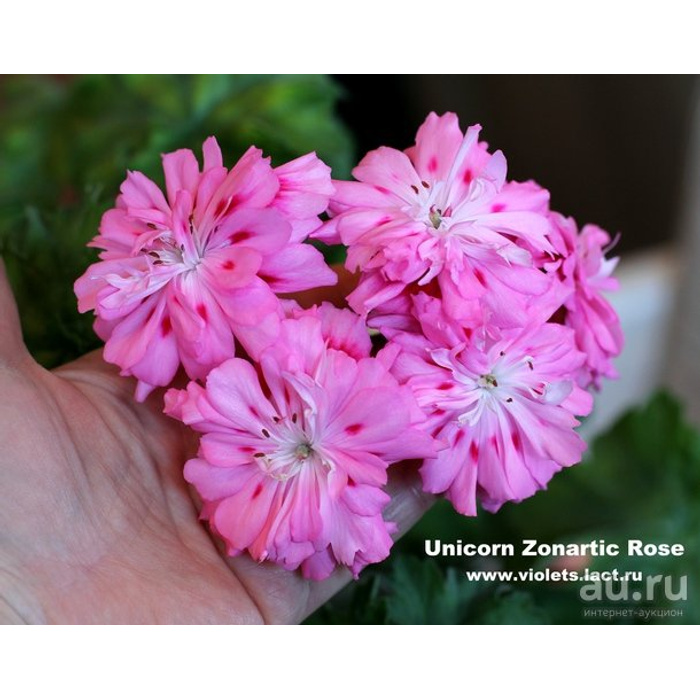 Unicorn zonartic rose пеларгония фото и описание