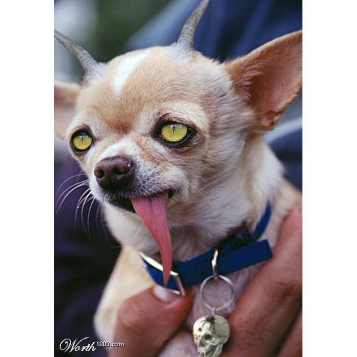 Фото чихуахуа собаки злая