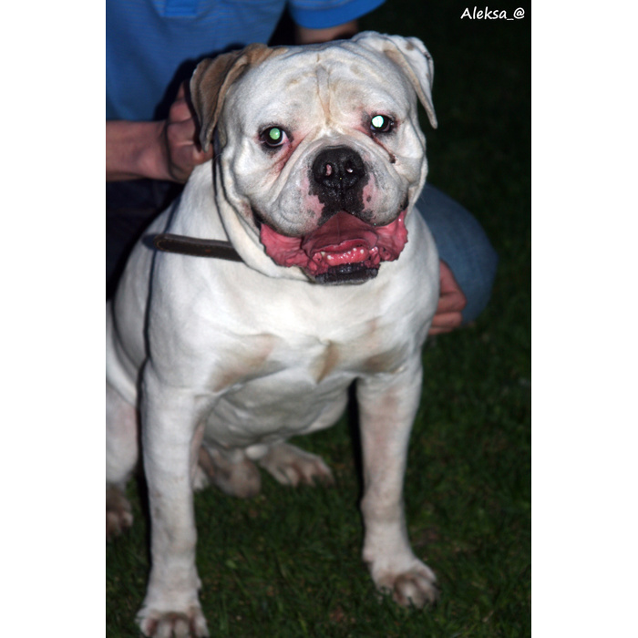 Бульдоги в добрые руки в москве