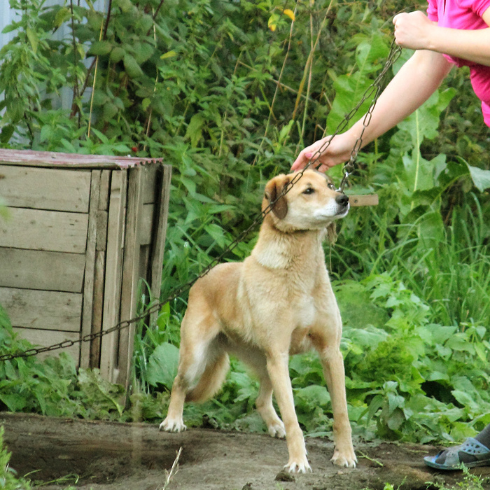 Ревда животные. Животное из ревды. Приюты в ревде. Приют для животных ревда. Ревда животные.