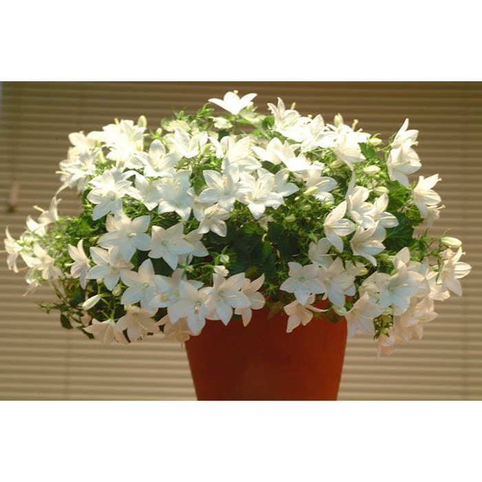 Кампанула жених и невеста. Кампанула белая. Цветок кампанула невеста. Цветок кампанула жених и невеста. Цветок кампанула невеста.