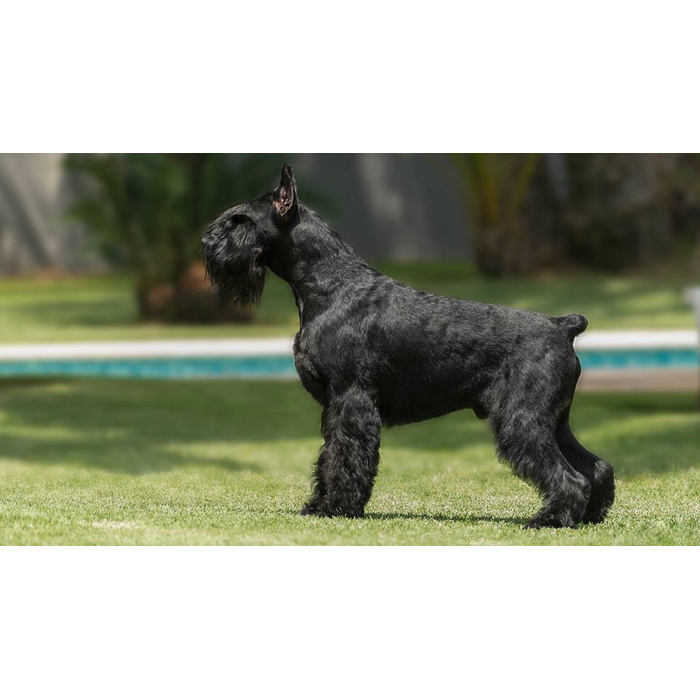 Карликовый шнауцер черный. Ризеншнауцер карликовый. Ризеншнауцер фото карликовый. Ризеншнауцер фото карликовый черный. Ризеншнауцер серый карликовый.